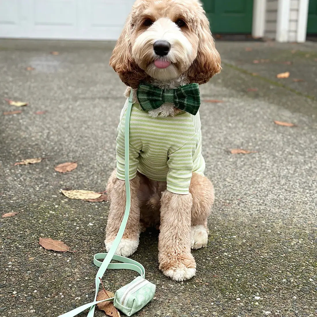 Collare Impermeabile per Cani – Pistacchio