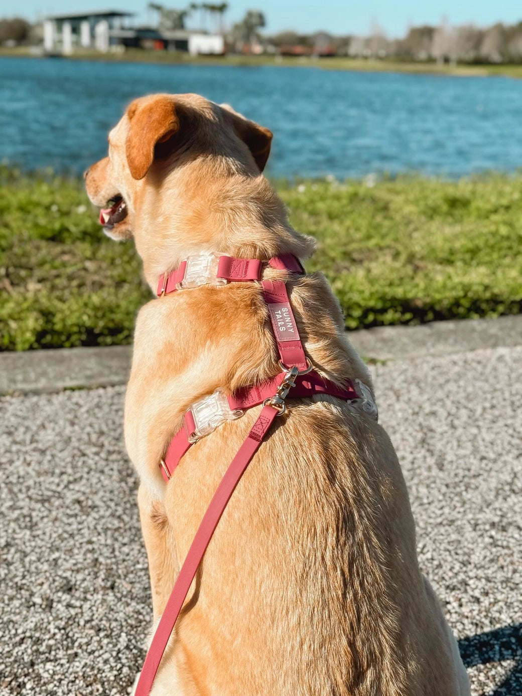 PETTORINA PER CANI CLOUD LITE MULBERRY BURGUNDY