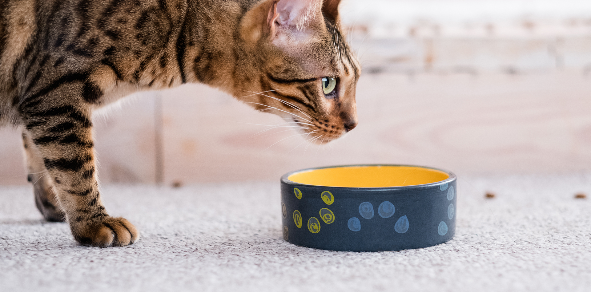 Gatti ciotole e distributori