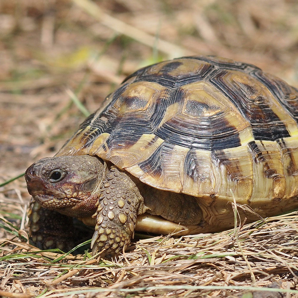 Prodotti per tartarughe