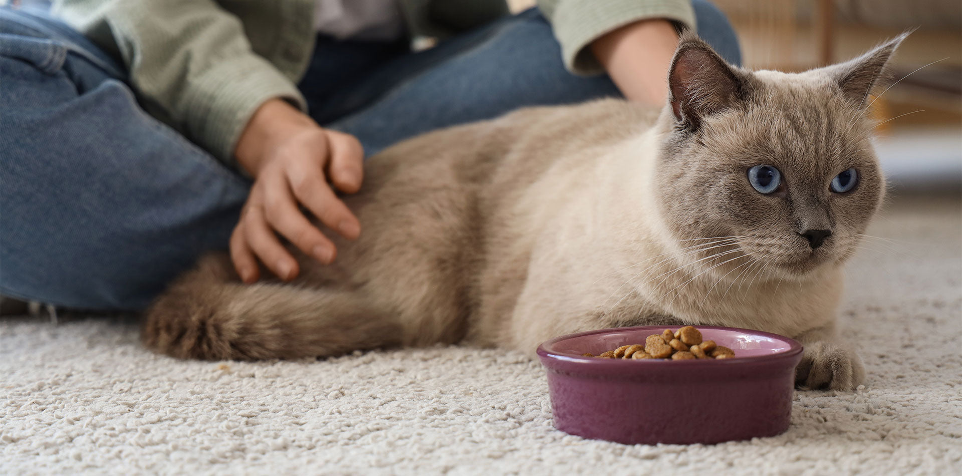 Gatti ciotole e distributori