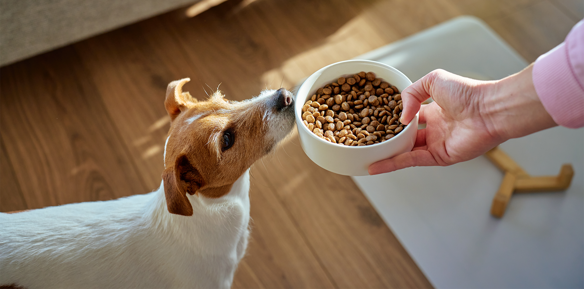 Cani ciotole e distributori