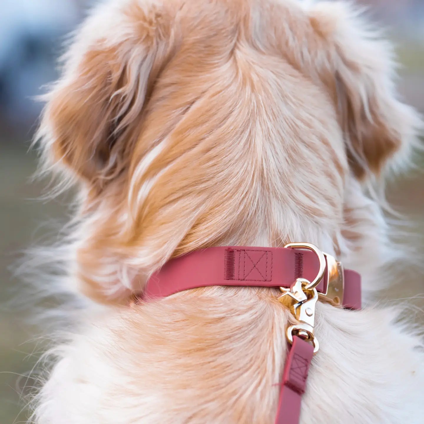 Collare Impermeabile per Cani – Burgundy