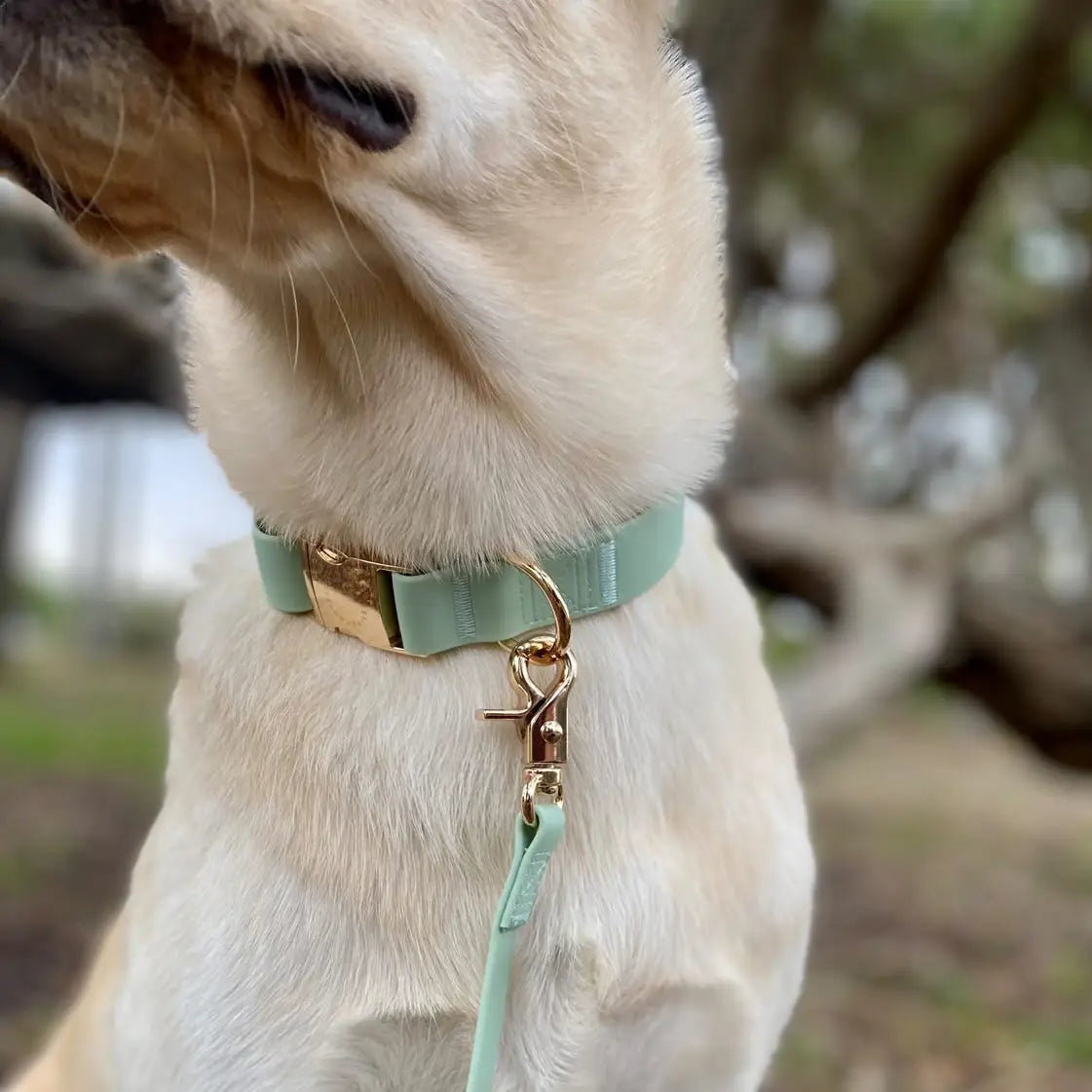 Collare Impermeabile per Cani – Pistacchio