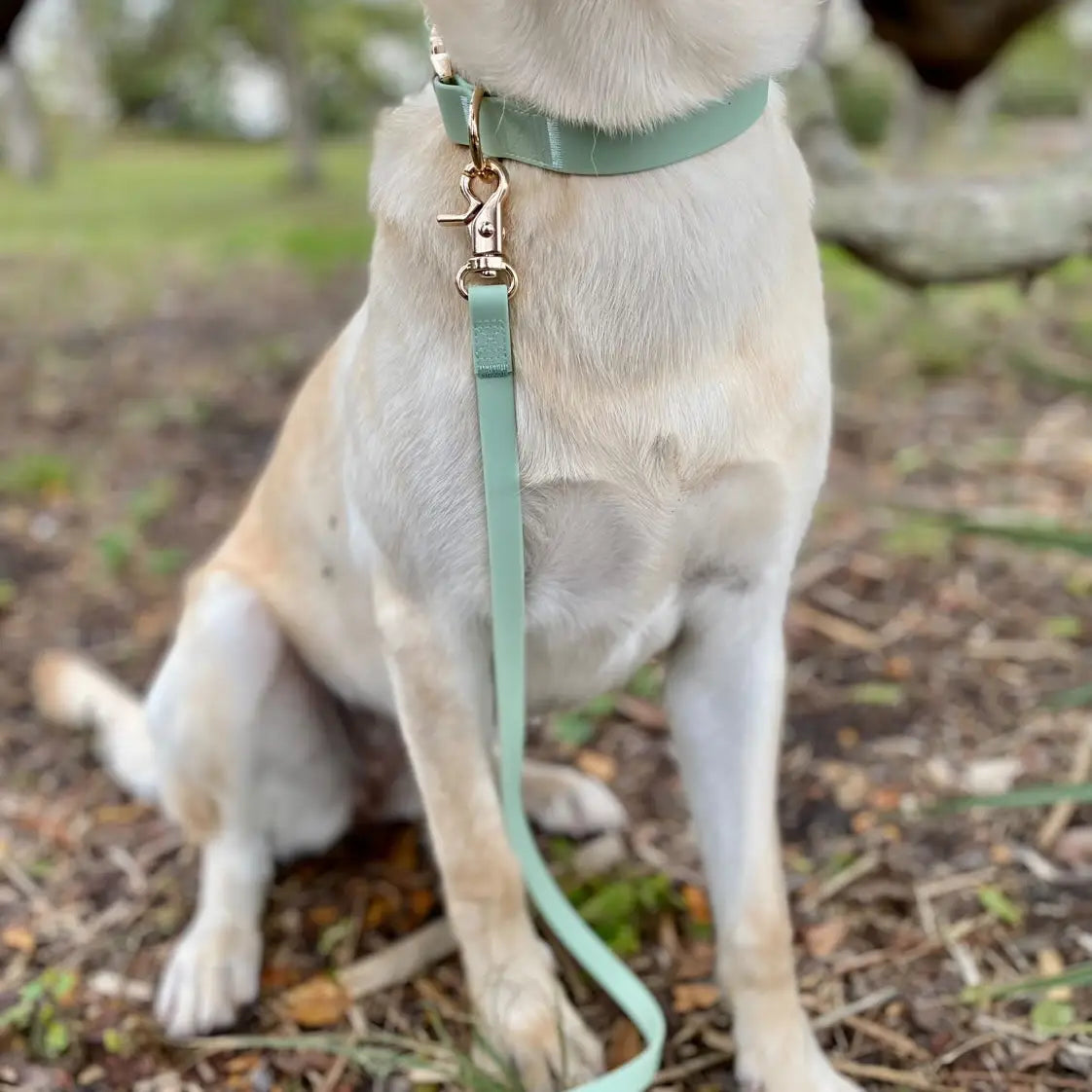 Collare Impermeabile per Cani – Pistacchio