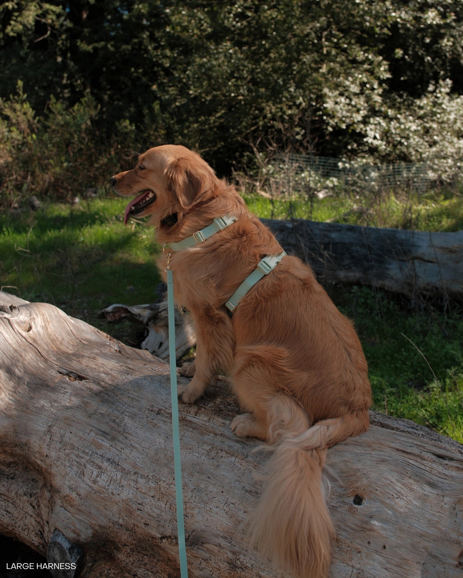 Pettorina per cani indossata verde pistacchio – Fridom