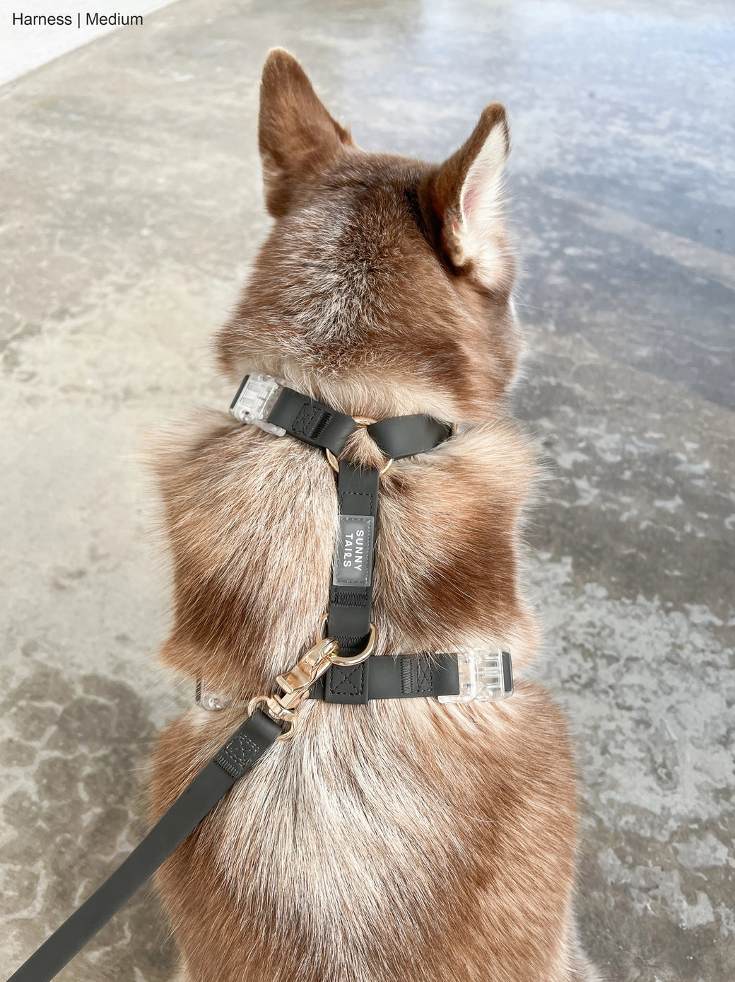 Cane con pettorina nera – vista posteriore - Fridom