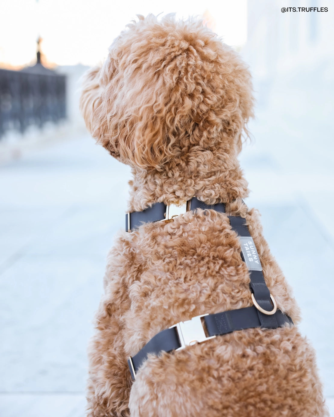 Cane con pettorina nera – vista laterale destra - Fridom