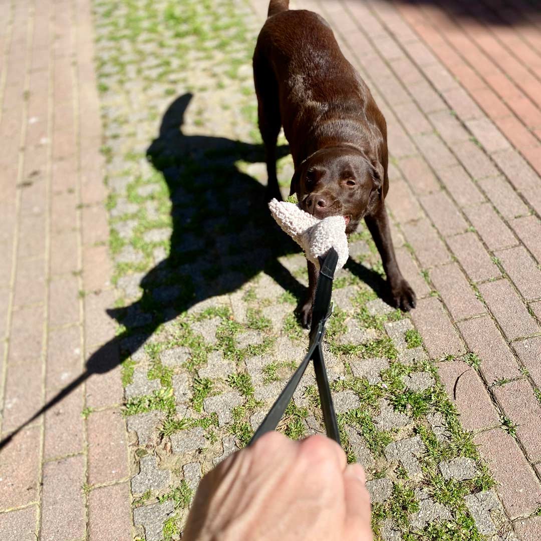 Labrador cioccolato che gioca con il tira e molla bouclé per cani all'aperto – Fridom