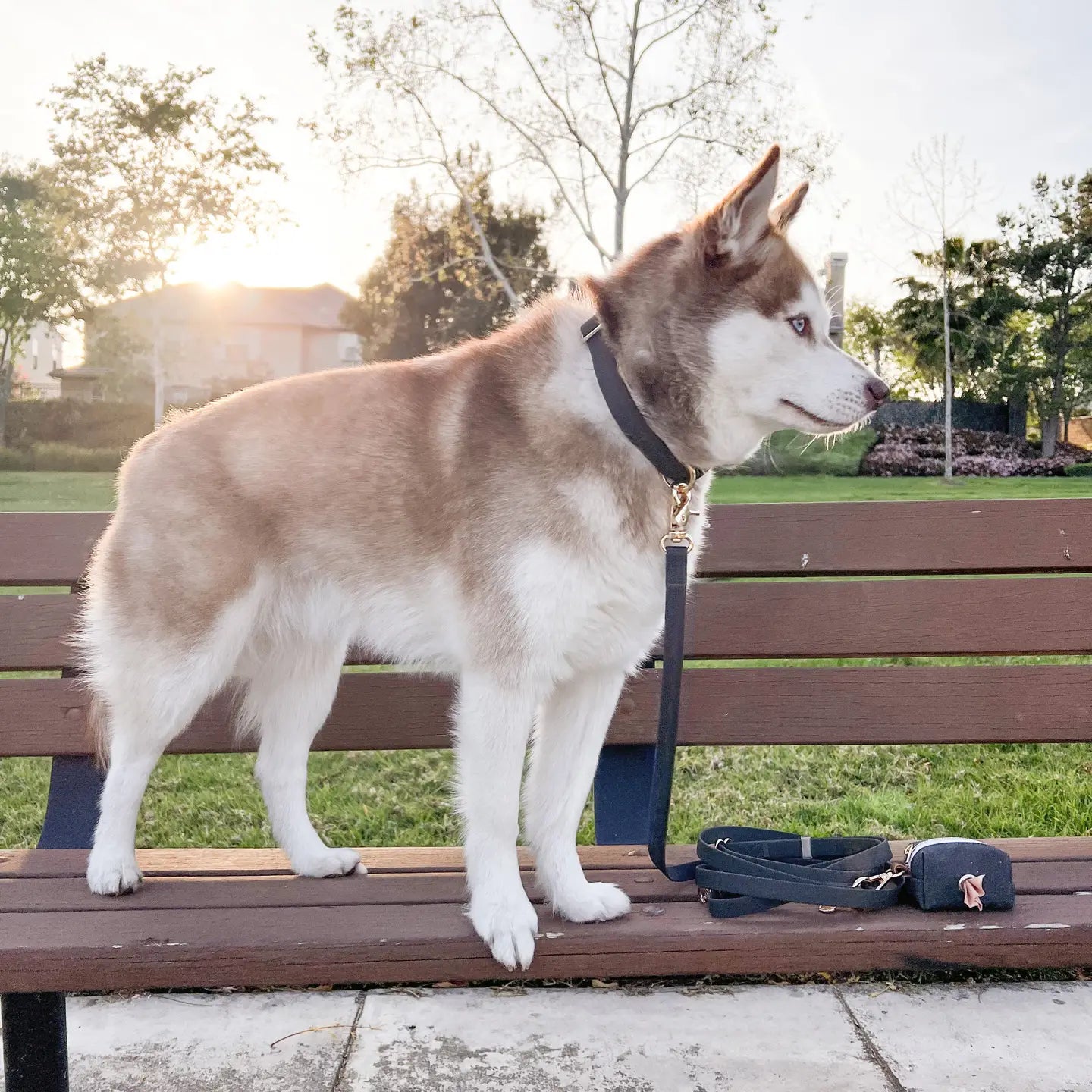 Collare Impermeabile per Cani – Nero