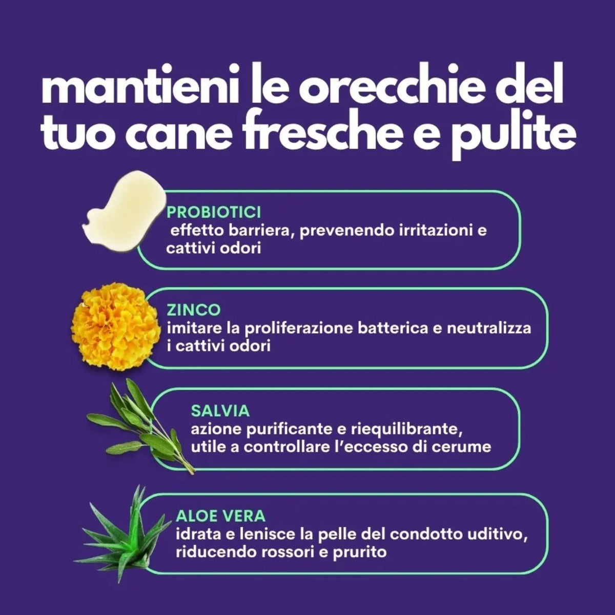 Ingredienti attivi Clear Jampy – probiotici, zinco, salvia e aloe vera per la salute auricolare del cane – Fridom